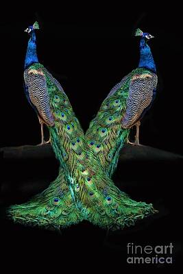Birds of a Feather by Stephanie Laird Birds of a Feather by Stephanie Laird