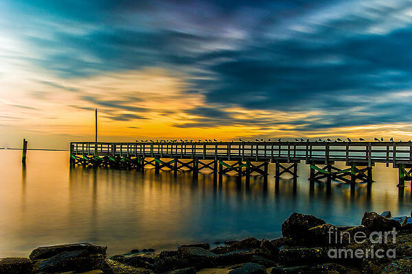 Birds on the Dock by Alissa Beth Photography Birds on the Dock by Alissa Beth Photography