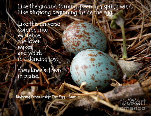 Birdsong From Inside The Egg by Lainie Wrightson Birdsong From Inside The Egg by Lainie Wrightson
