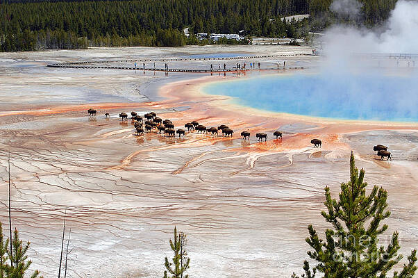 Wall Art - Photograph - Bison Crossing Edge of Grand Prismatic Spring in Yellowstone National Park by Shawn O'Brien