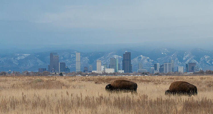 Bison Graze with Denver Colorado in the Background by Tony Hake Bison Graze with Denver Colorado in the Background by Tony Hake
