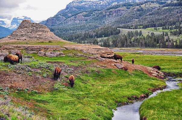National Park Wall Art featuring the photograph Bison Grazing At Soda Butte - Lamar Valley - Yellowstone National Park - Wyoming by Bruce Friedman