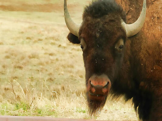Wall Art - Photograph - Bison in Custer State Park by Cathy Anderson
