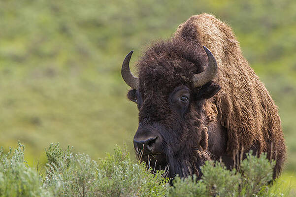 Bison by Johan Elzenga Bison by Johan Elzenga