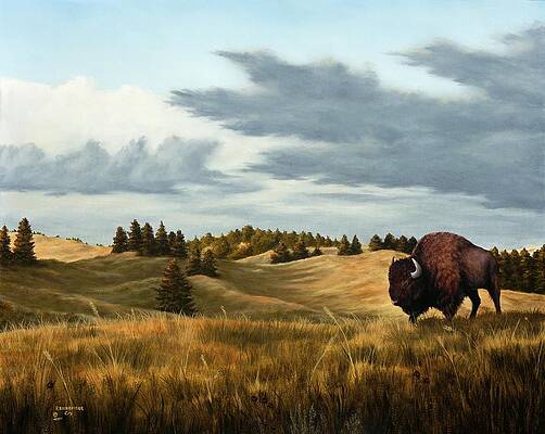 Bison Wind Cave Park South Dakota by Rick Bainbridge Bison Wind Cave Park South Dakota by Rick Bainbridge