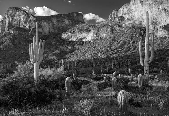 Wall Art - Photograph - Black and white desert cactus at Picacho Peak by Dave Dilli