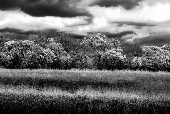 Black and White Trees by Darryl Dalton Black and White Trees by Darryl Dalton