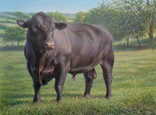 Black Angus Bull 2 by Hans Droog Black Angus Bull 2 by Hans Droog