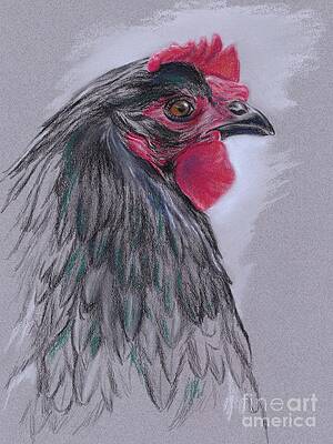 Black Australorp Hen by MM Anderson Black Australorp Hen by MM Anderson