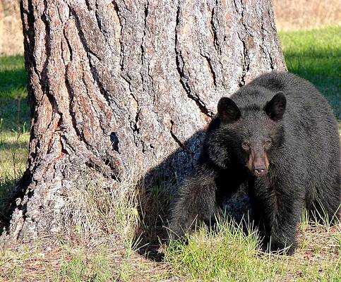 Black Bear 4 by Will Borden Black Bear 4 by Will Borden