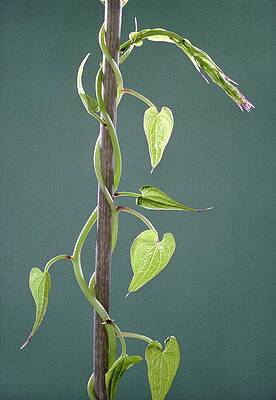 Wall Art - Photograph - Black Bryony by Perennou Nuridsany