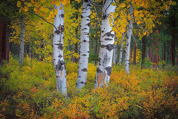 Black Butte Aspens by Greg Waddell Black Butte Aspens by Greg Waddell