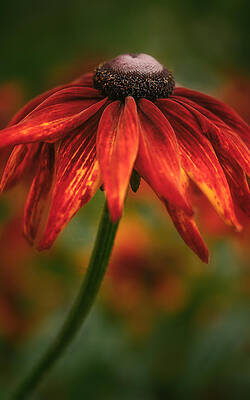 Black-Eyed Susan by Jacqui Boonstra Black-Eyed Susan by Jacqui Boonstra