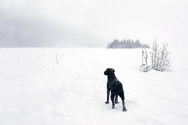 Black Labrador Retriever In Snowy Print by Dagny Willis
