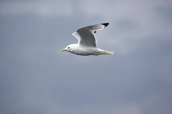 Wall Art - Photograph - Black-legged Kittiwake In Flight by Science Photo Library