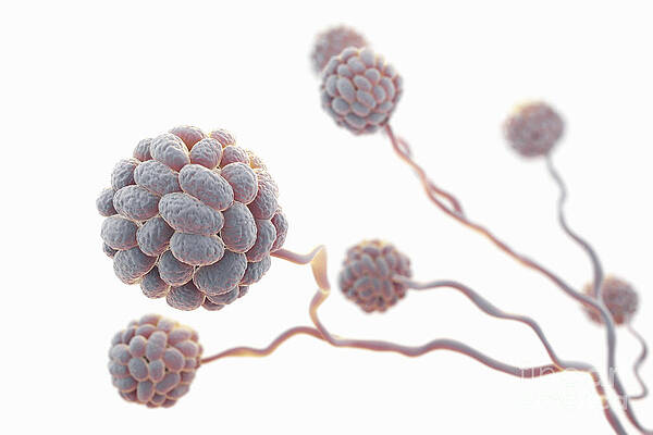 Wall Art - Photograph - Black Mold Spores by Science Picture Co