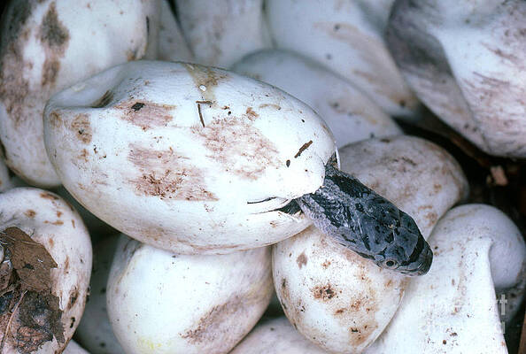 Wall Art - Photograph - Black Rat Snake Hatching by Millard H. Sharp