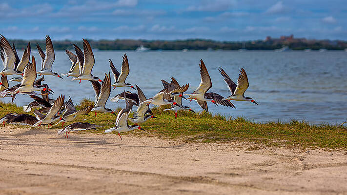 Black Skimmers Coming In For A Landing by John M Bailey Black Skimmers Coming In For A Landing by John M Bailey