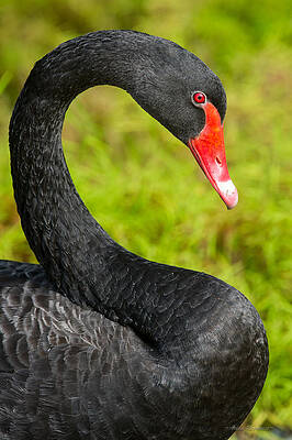 Black Swan by Avian Resources Black Swan by Avian Resources
