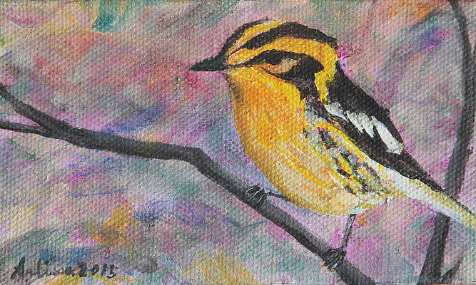 Blackburnian Warbler - Birds in the Wild by Arlissa Vaughn Blackburnian Warbler - Birds in the Wild by Arlissa Vaughn