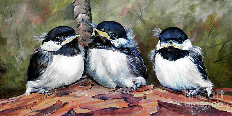 Blackcapped Chickadee Babies by Suzanne Schaefer Blackcapped Chickadee Babies by Suzanne Schaefer