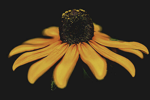 Blackeyed Susan by Griffey's Sunshine Photography Blackeyed Susan by Griffey's Sunshine Photography