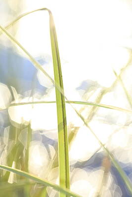Blade of grass and glittering lake - available for licensing by Ulrich Kunst And Bettina Scheidulin Blade of grass and glittering lake - available for licensing by Ulrich Kunst And Bettina Scheidulin
