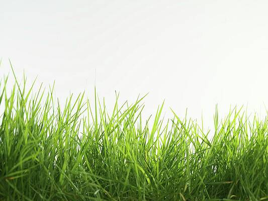 Wall Art - Photograph - Blades Of Grass by Science Photo Library