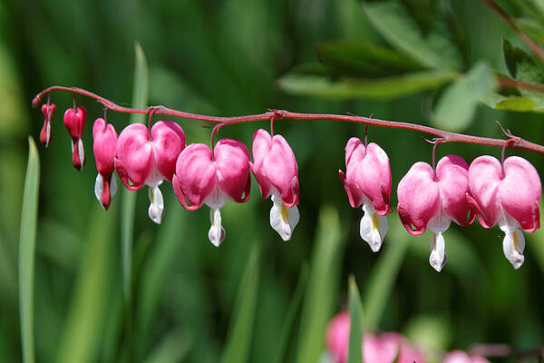 Bleeding Hearts All In A Row by Denyse Duhaime Bleeding Hearts All In A Row by Denyse Duhaime