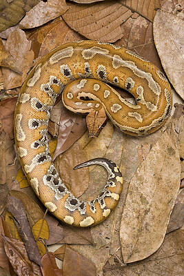 Wall Art - Photograph - Blood Python by Chris Mattison/FLPA