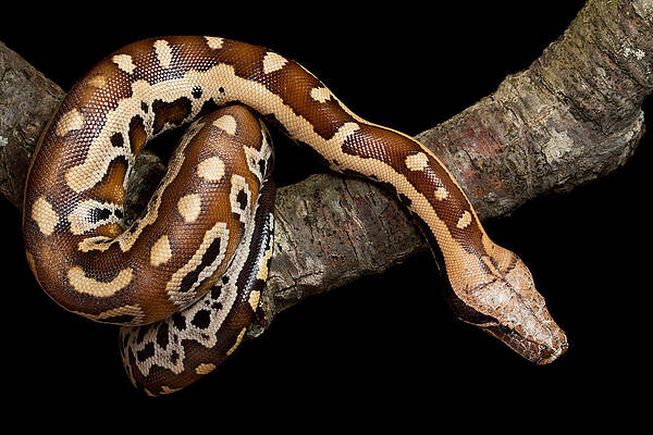 Wall Art - Photograph - Blood Python Python Brongersmai by David Kenny