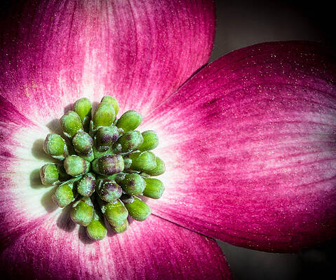 Bloom by Michael Sigmon