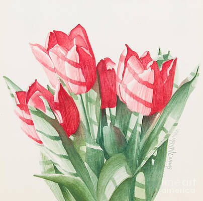 Sun-kissed Tulips by Sandra Neumann Wilderman Sun-kissed Tulips by Sandra Neumann Wilderman