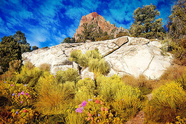 Blooming Nevada Desert near Ely by Gunter Nezhoda Blooming Nevada Desert near Ely by Gunter Nezhoda