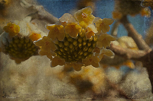 Wall Art - Photograph - Blossom Like the Sun by Terry Rowe