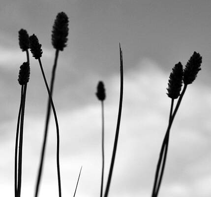 Blowing in the wind by Darren Muir