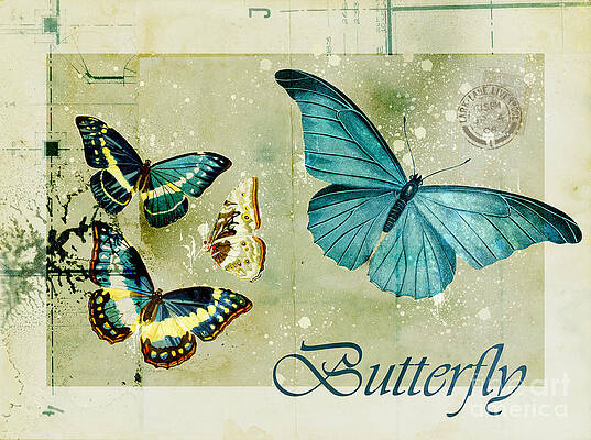 Blue Butterfly - s55c01 by Variance Collections Blue Butterfly - s55c01 by Variance Collections
