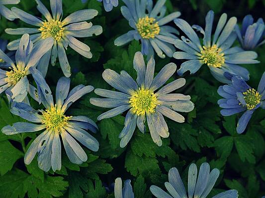 Blue Daisies by Jennifer D