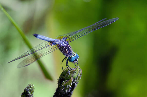 Blue Dragonfly by Jim Shackett Blue Dragonfly by Jim Shackett