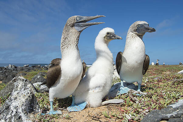 Wall Art - Photograph - Blue-footed Booby With Chick At Nest by Tui De Roy