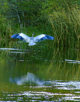 Wall Art - Photograph - Blue Heron by Matalyn Gardner