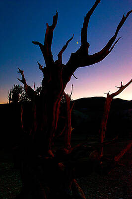 Wall Art - Photograph - Blue Hour Bristlecone by Cat Connor