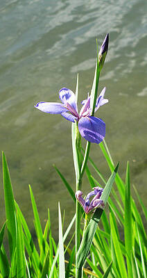 Blue Iris by the Water by Tom Hefko Blue Iris by the Water by Tom Hefko