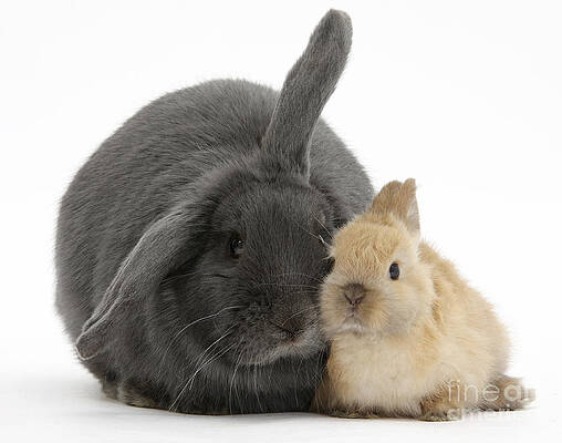 Wall Art - Photograph - Blue Lop Rabbit And Netherland Dwarf by Mark Taylor