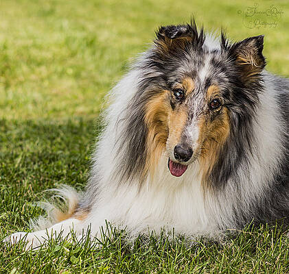 Blue Merle Collie by Jessica Dobbs