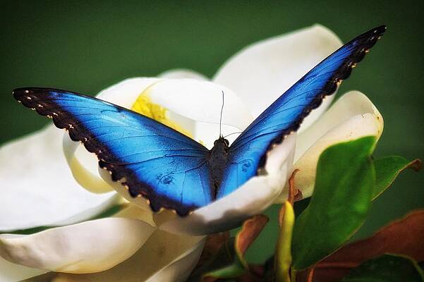 Blue Morpho in Flower by Joseph Urbaszewski Blue Morpho in Flower by Joseph Urbaszewski