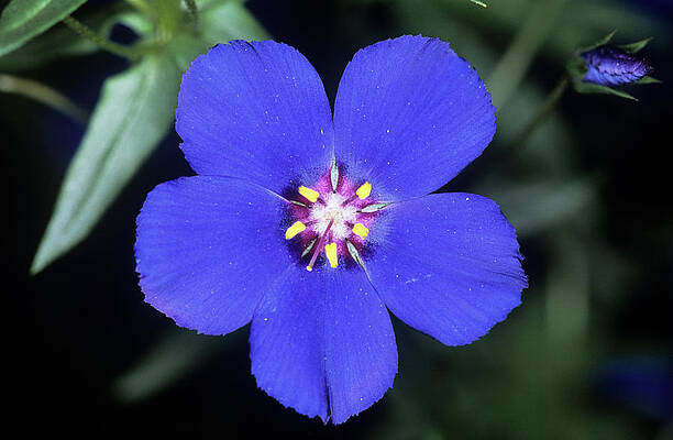 Wall Art - Photograph - Blue Pimpernel (anagallis 'sky Lover') by Science Photo Library
