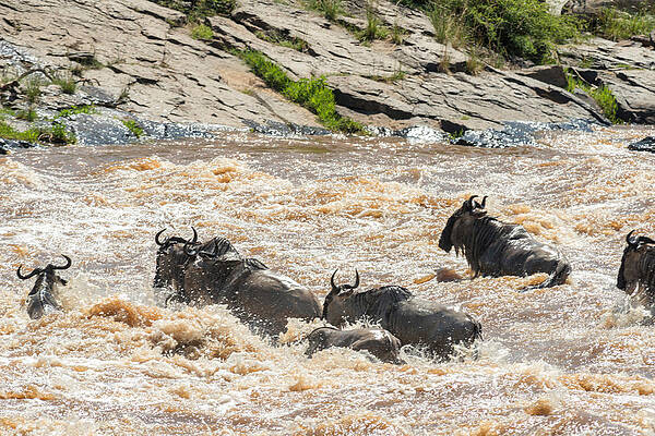Wall Art - Photograph - Blue Wildebeest Crossing River by James Steinberg