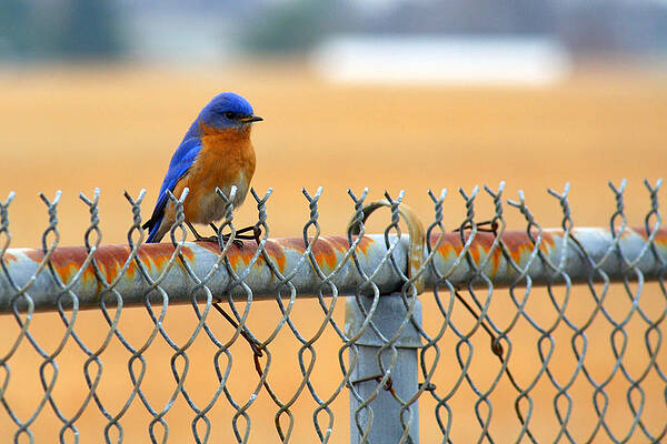 Wall Art - Photograph - Bluebird on a Fence by Jason Politte