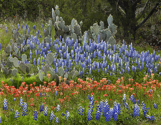 Wall Art - Photograph - Bluebonnets Paintbrush and Prickly Pear by Tim Fitzharris